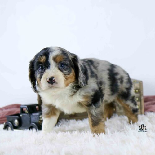 A small merle Australian Shepherd puppy stands on a fluffy white rug with a vintage toy car and a brown chest in the background.