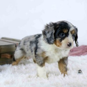 A small, fluffy puppy with a merle coat stands on a white shaggy rug, looking slightly to the right. There are wooden blocks in the background.