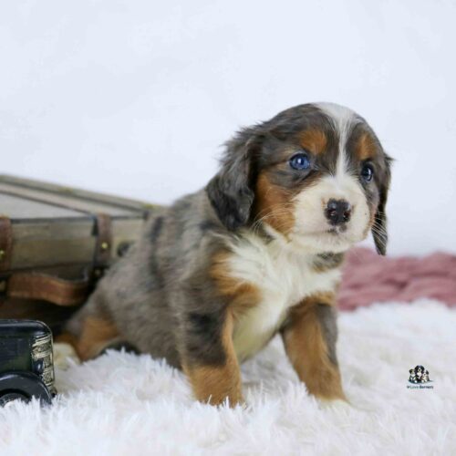A fluffy, tricolor puppy with blue eyes sits on a white rug next to a vintage suitcase and a small toy car, looking slightly to the side.