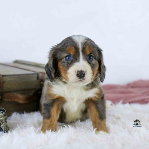 A fluffy tricolor puppy with blue eyes sits on a soft white rug, with a wooden suitcase and a pink blanket in the background.