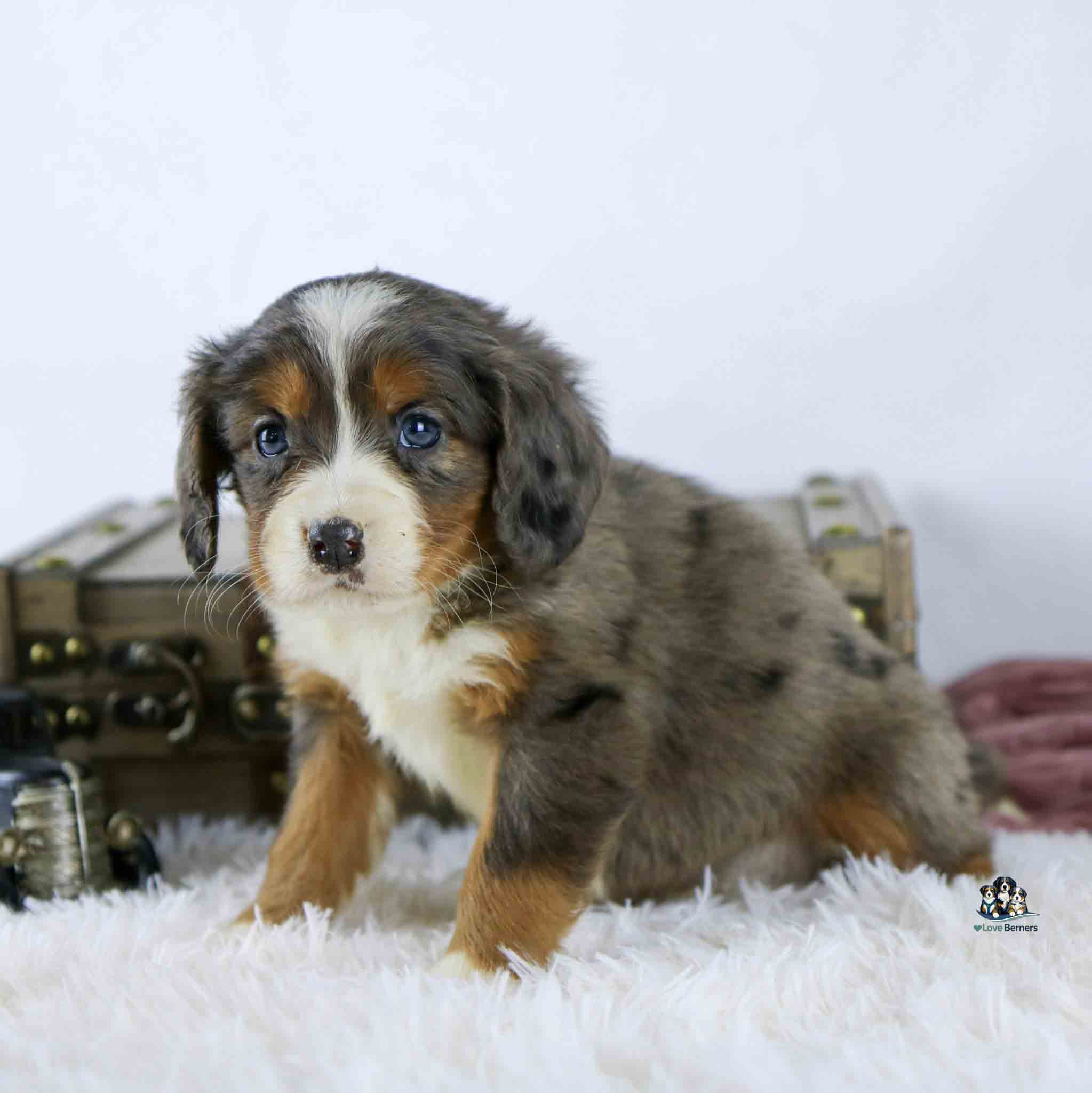 A small, fluffy puppy with a mix of grey, black, white, and brown fur sits on a white furry rug. There are vintage-style suitcases in the background and the puppy looks toward the camera with blue eyes.