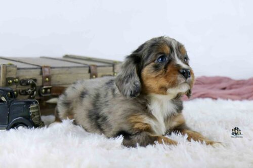 A fluffy, gray and brown merle puppy with blue eyes lies on a soft white rug. A vintage suitcase and small black toy truck are in the background, creating a cozy atmosphere.