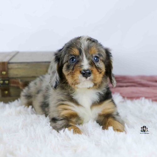 A fluffy, brown and gray merle puppy with blue eyes lies on a white shaggy rug, with a wooden chest and a pink blanket in the background.