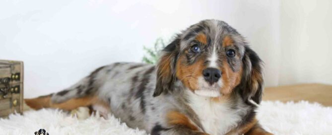 Lany, a small tricolor puppy with a merle coat, rests on a fluffy white rug and looks at the camera. The light, minimal background adds to the soft and cozy vibe.