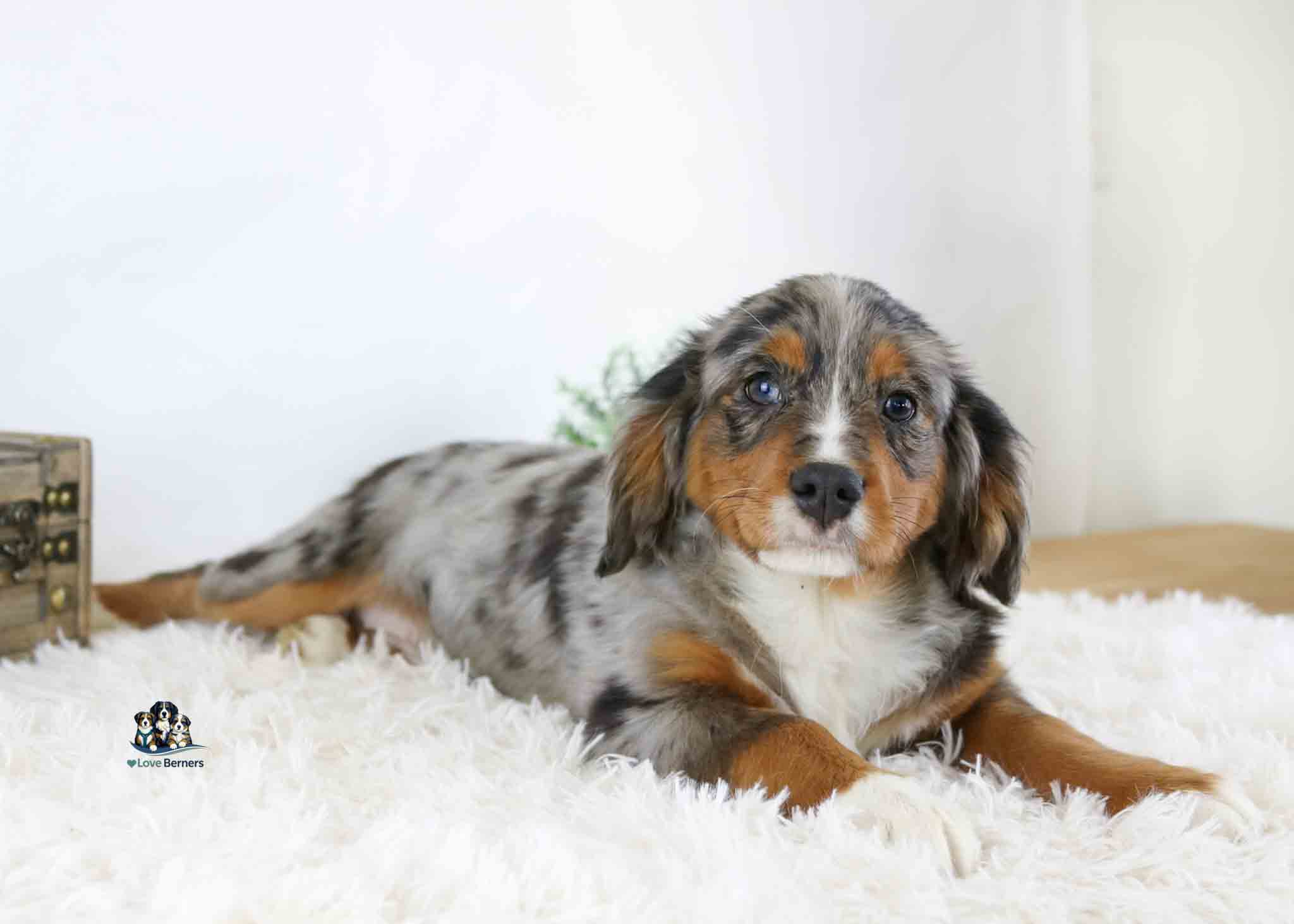 Lany, a small tricolor puppy with a merle coat, rests on a fluffy white rug and looks at the camera. The light, minimal background adds to the soft and cozy vibe.