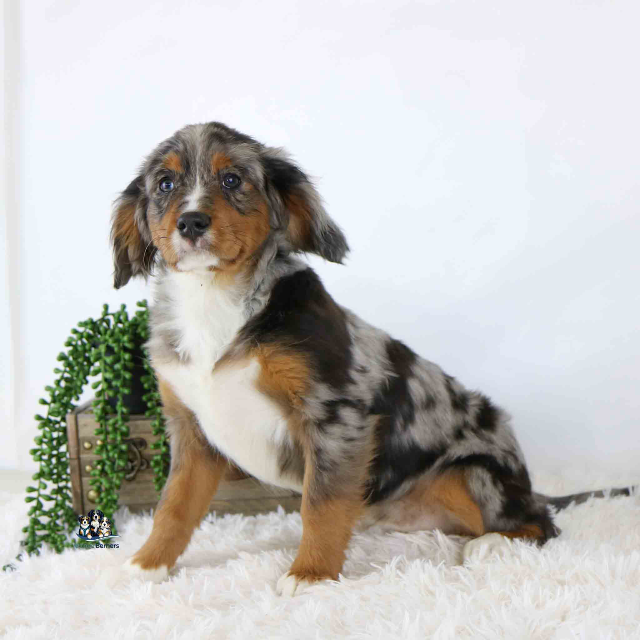 A young Mini Bernese puppy with a merle coat sits on a fluffy white rug beside a wooden box and a green trailing plant, with the Lany product featured against a plain white background.