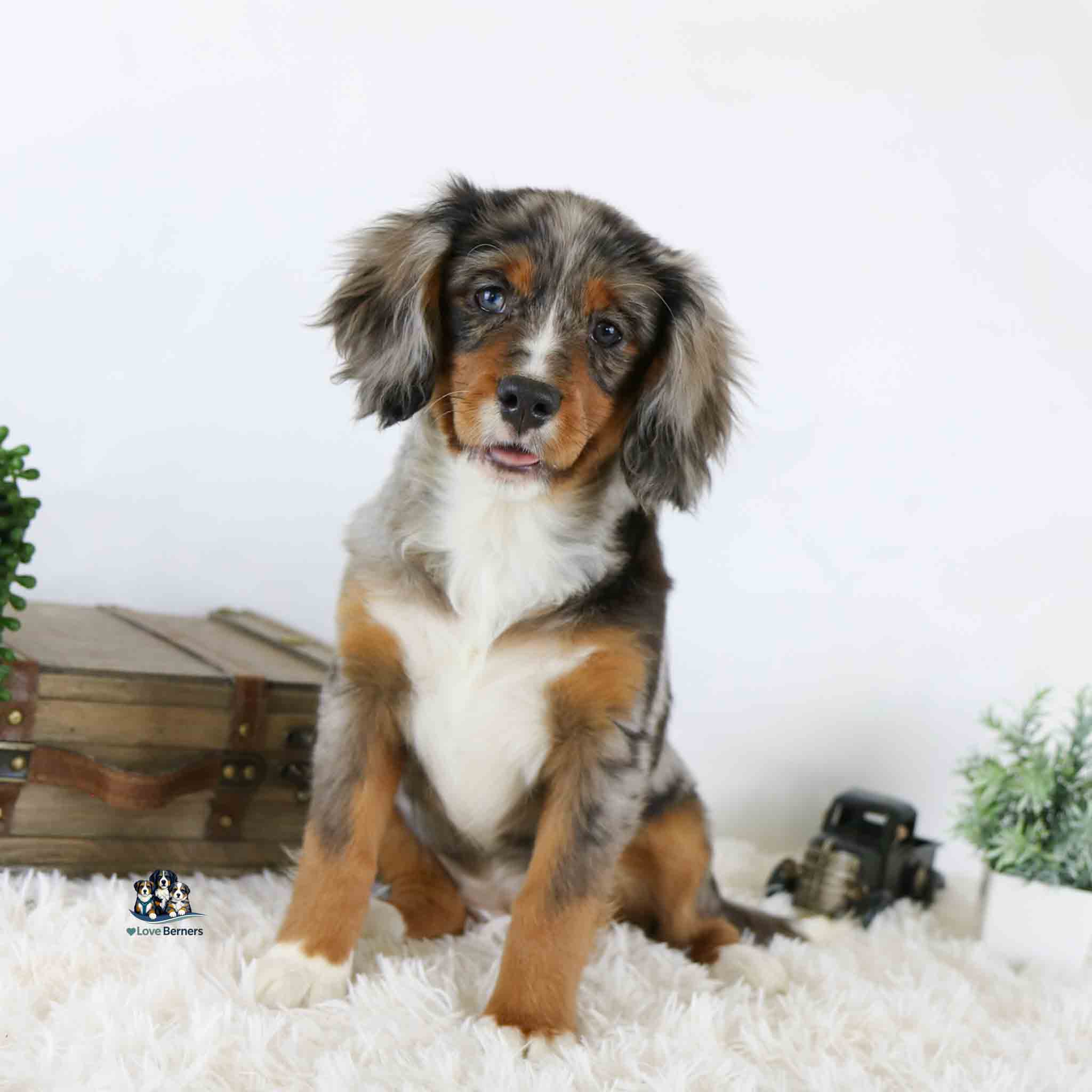 Lany, a young tri-colored puppy with floppy ears, sits on a fluffy white rug near a small chest, toy truck, and green plants, gazing off to the side with its tongue peeking out.