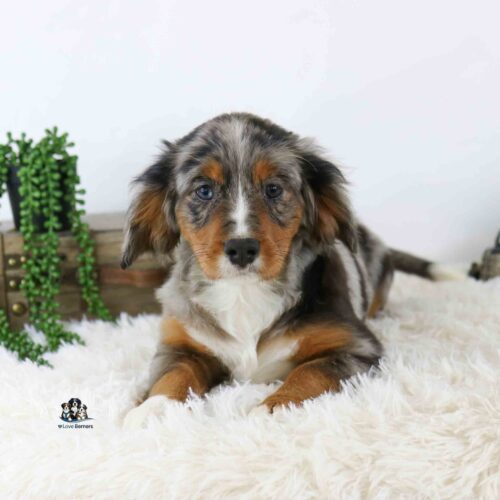 Mini Bernese puppy with blue and brown eyes lies on a soft white rug near a small green plant and a rustic wooden box. Featured Product: Lany.