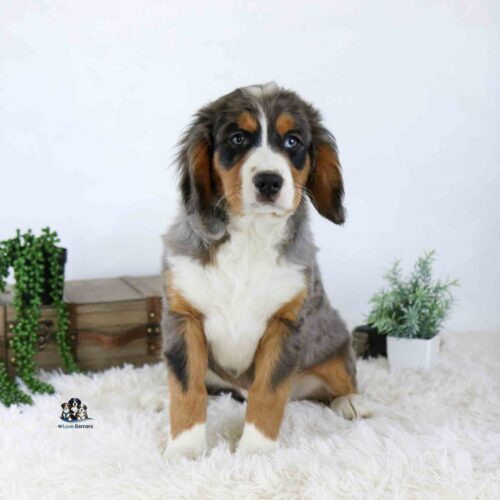 A Lion plush toy sits on a white shaggy rug, with a wooden crate and green potted plants in the background against a plain white wall.