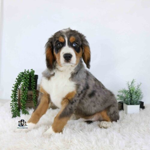 A tricolor puppy named Lion with a mottled gray, black, and brown coat sits on a white rug beside green potted plants against a white background.