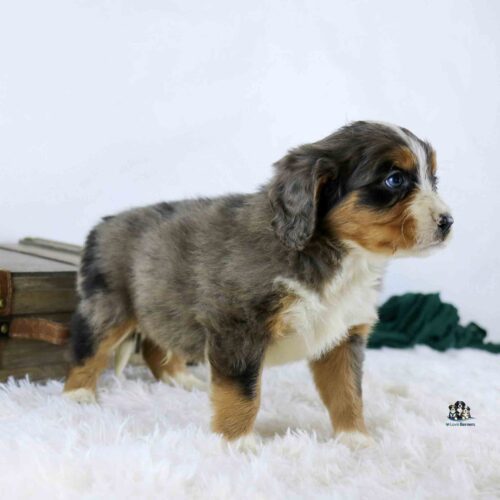 A fluffy tricolor puppy with gray, black, white, and tan fur stands on a soft white rug, looking to the right. A wooden box and a dark green cloth are in the background.