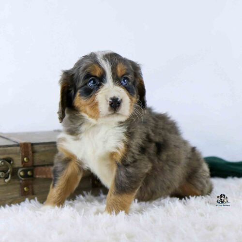 A fluffy tricolor puppy with blue eyes sits on a white rug in front of a wooden suitcase, looking slightly to the side. The background is plain white.