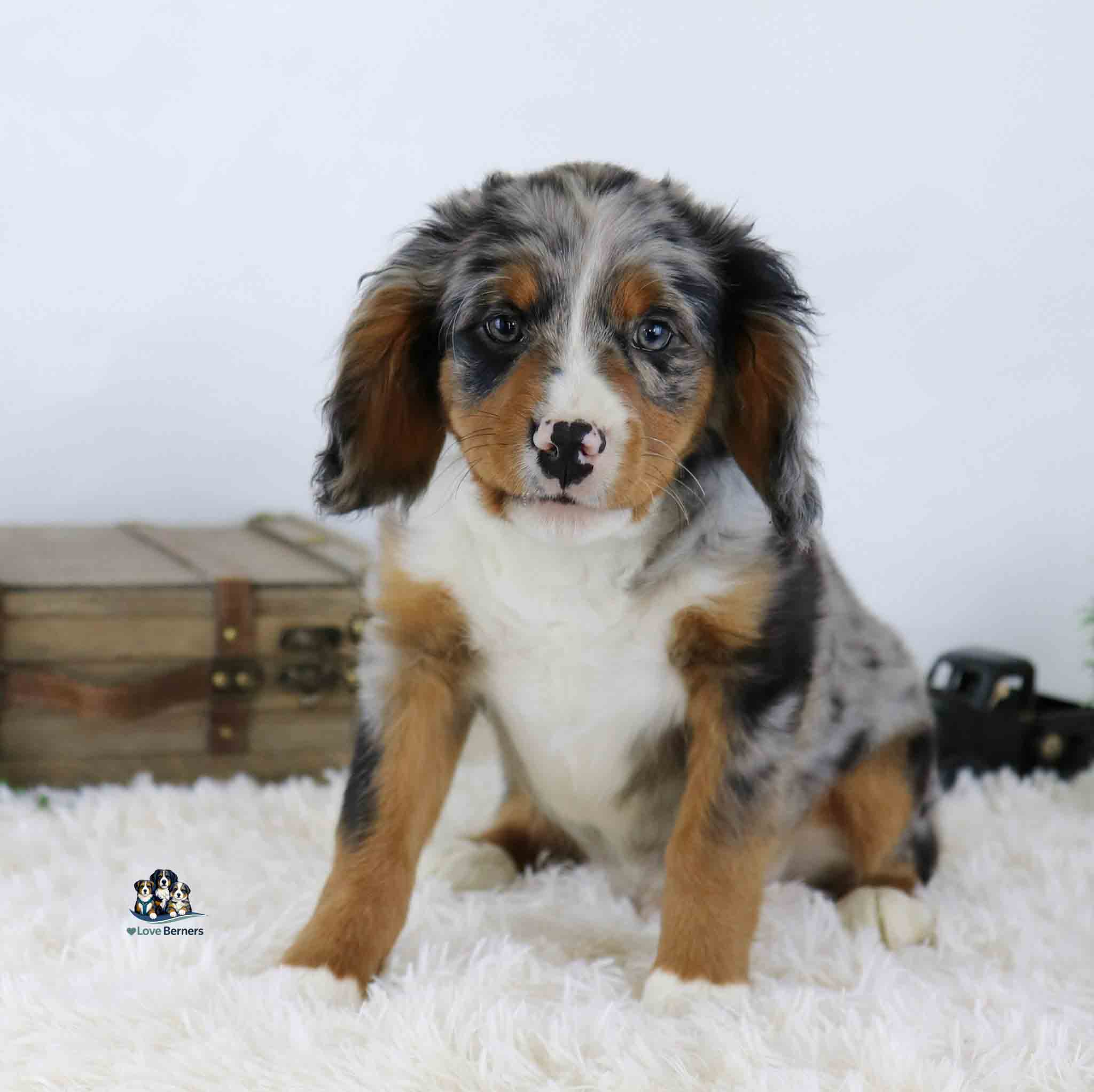 Lance, a tricolor Australian Shepherd puppy with a merle coat, sits on a white fluffy rug in front of a wooden chest, looking at the camera.