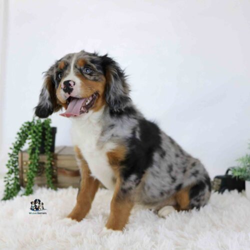 Lance, a cheerful merle-coated puppy with tan and white markings, sits happily on a fluffy white rug with his mouth open and tongue out. Green plants and wooden decor add charm to the background.