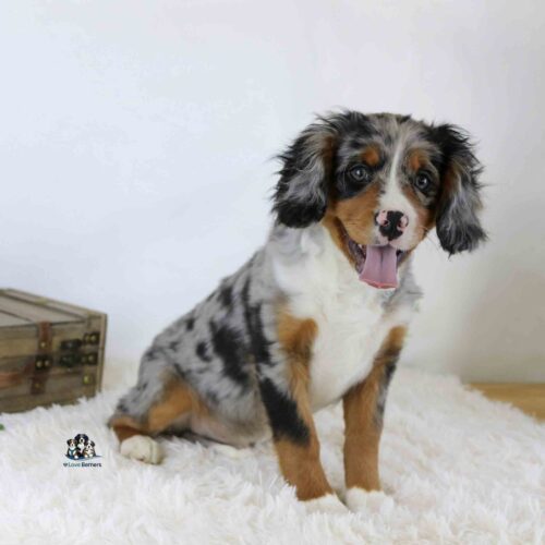 Lance, a young tricolor Mini Bernese puppy with a merle coat, sits on a white fluffy rug in front of a plain background beside a wooden chest, looking forward with his tongue out.