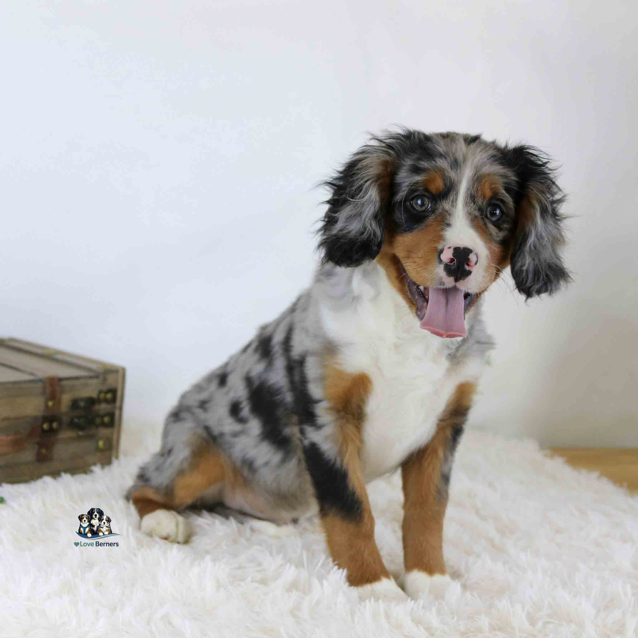 Lance, a young tricolor Mini Bernese puppy with a merle coat, sits on a white fluffy rug in front of a plain background beside a wooden chest, looking forward with his tongue out.