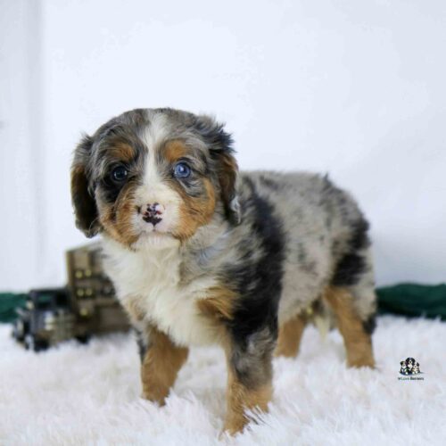 A fluffy Australian Shepherd puppy with blue eyes and a merle coat stands on a white furry rug, looking at the camera. The background is blurred with some dark objects.