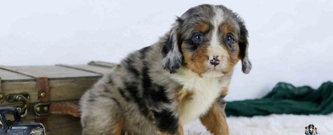 Mini Bernese mountain dog puppy, sitting on a white blanket