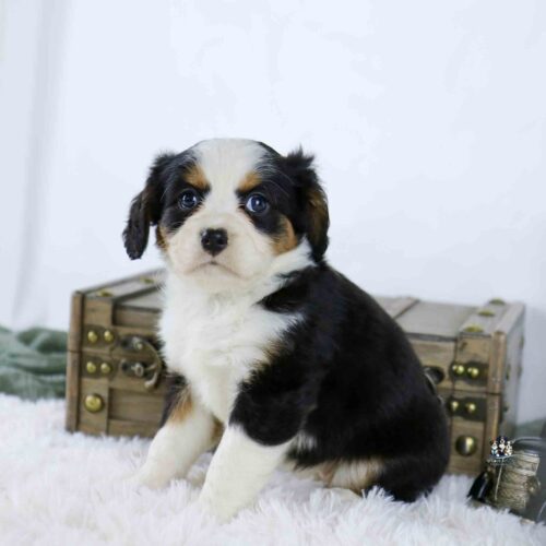 A small, fluffy black, white, and tan puppy sits on a soft white rug in front of a wooden chest, looking at the camera with big, dark eyes.