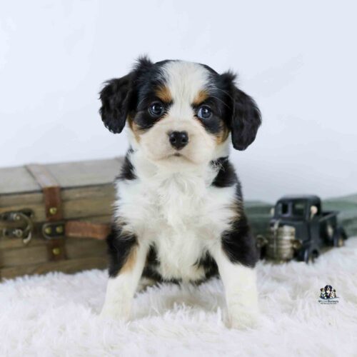 A small, fluffy black, white, and tan puppy sits on a soft white rug with a wooden box and a small toy truck in the background. The puppy looks directly at the camera with big, round eyes.