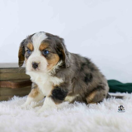 A fluffy, tricolor puppy with blue eyes sits on a soft white rug in front of a plain background, looking slightly to the left.