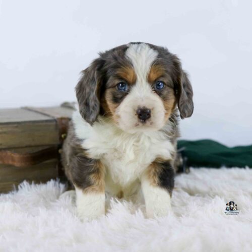A fluffy tricolor puppy with blue eyes sits on a white fuzzy rug in front of a wooden box and a green cloth, looking directly at the camera.