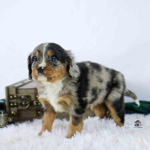 A small Australian Shepherd puppy with mottled black, gray, and tan fur stands on a fluffy white surface in front of a decorative chest, looking up with bright, curious eyes.