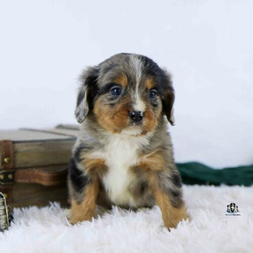 A small, fluffy puppy with black, brown, and white fur sits on a white fuzzy rug next to a closed suitcase. The puppy is looking forward with a curious expression.