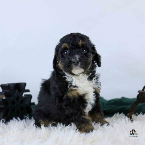 A small, fluffy black and brown puppy with white markings sits on a soft, white rug. The background is plain with some dark decorative shapes on each side.