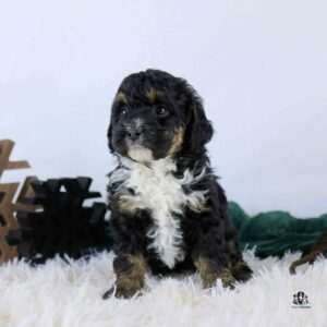 A small black, brown, and white puppy with curly fur sits on a fluffy white rug, with dark decorative shapes and a green cloth in the background.