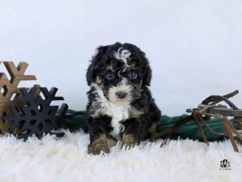 A small, curly-haired black and white puppy sits on a fluffy white rug, surrounded by wooden snowflake decorations and a toy sleigh, with a plain light background.