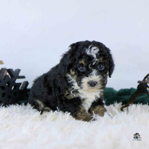 A small, fluffy black and white puppy with curly fur sits on a soft white rug, looking at the camera. There are decorative objects, including a black snowflake, in the background.