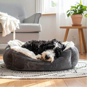 A black and white dog is lying in a plush gray pet bed on a circular rug in a sunlit living room, while its devoted dog owner relaxes nearby, near a potted plant and a gray armchair draped with a white blanket.