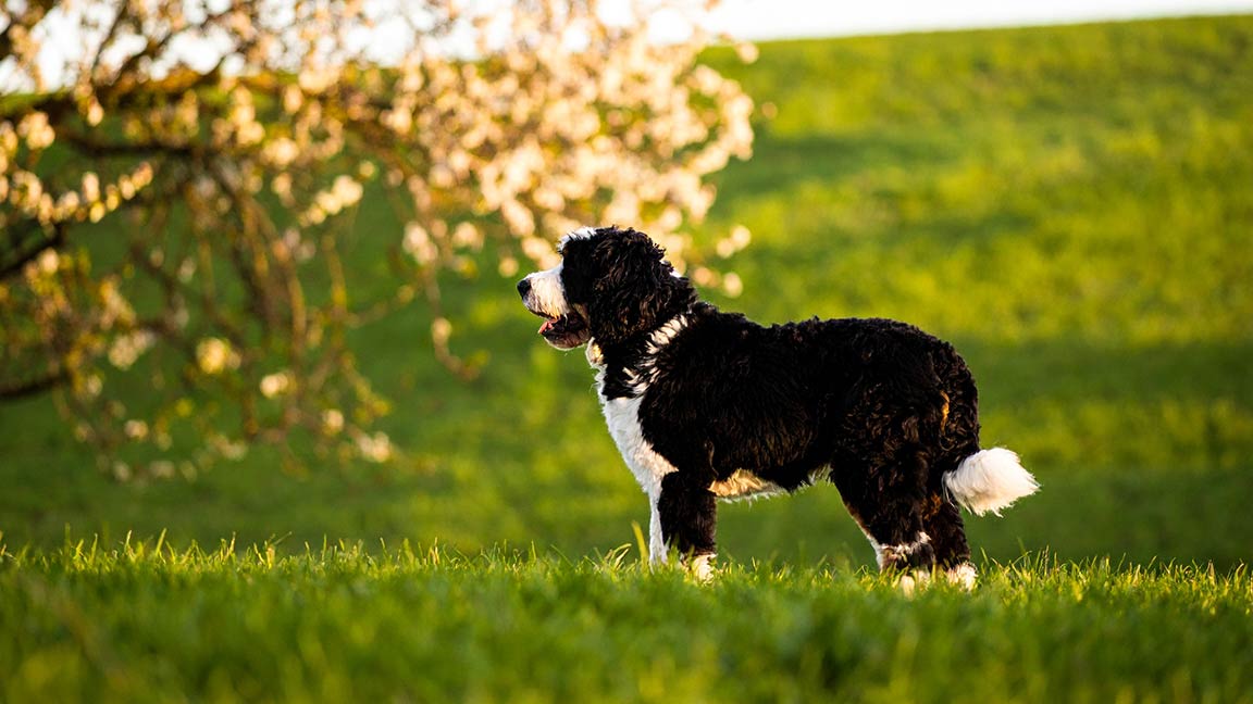A black and white dog stands on green grass in a sunlit field, with a tree covered in white blossoms nearby—a peaceful scene every dog owner would enjoy.