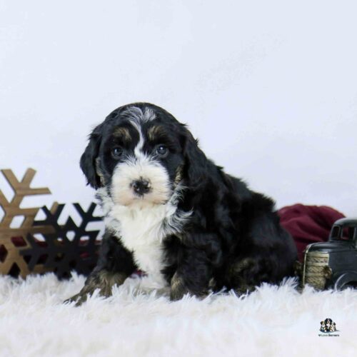 A fluffy black and white puppy sits on a white fuzzy rug with wooden snowflake decorations and a small dark lantern in the background.