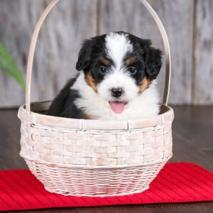 A fluffy black, white, and brown puppy sits in a light wicker basket with its tongue out as if ready for some dog barking, placed on a red mat against a wooden background.