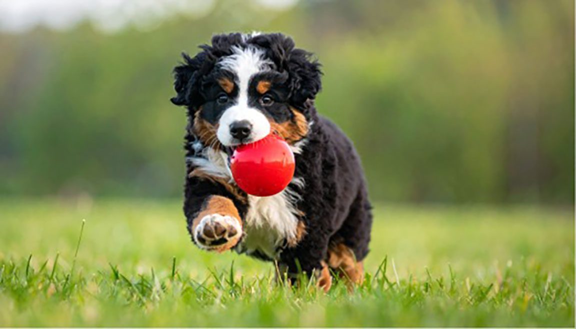A fluffy black, brown, and white puppy runs on grass with a red ball in its mouth, pausing mid-chase for a playful dog barking, set against a blurred green background.