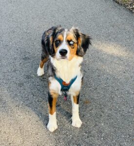 A tricolor dog with a blue and brown eye stands alert on a paved path. The dog wears a teal harness and tag, and sunlight casts shadows on the gray pavement around it.