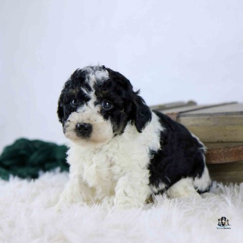 A small, fluffy black and white puppy with curly fur sits on a white fuzzy surface, looking toward the camera. There is a wooden prop and a dark green object in the background.