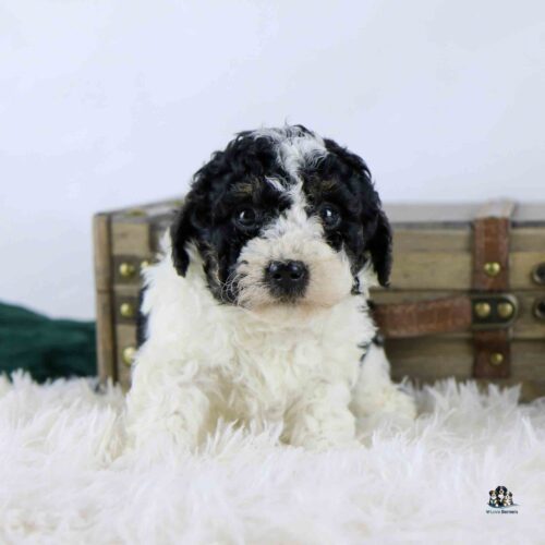 A fluffy black and white puppy sits on a white fuzzy rug in front of a vintage wooden trunk with brass accents. The puppy looks at the camera with a curious expression.