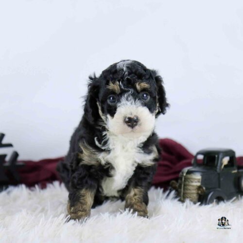 A fluffy black, white, and tan puppy sits on a white furry rug with a toy truck and maroon cloth in the background, looking directly at the camera.