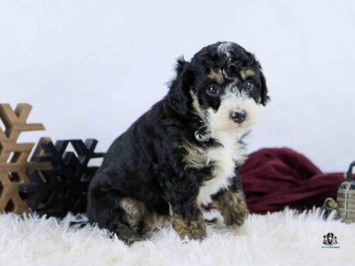 A fluffy black, brown, and white puppy sits on a white furry rug. Wooden snowflake decorations and a burgundy cloth are in the background, giving a cozy winter vibe.