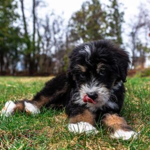 A fluffy black, brown, and white puppy lies on green grass, looking at the camera with its tongue out, licking its nose—perhaps after a playful puppy biting session. Trees and a blurred background suggest an outdoor setting.