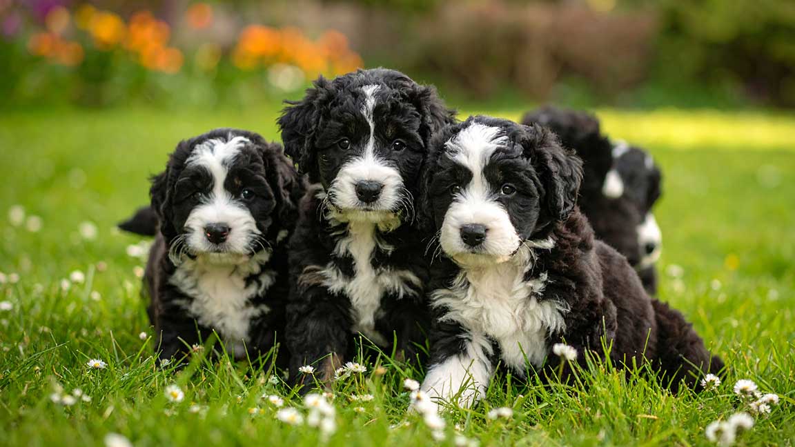 Four fluffy black and white mini Bernedoodle puppies sit closely together on green grass, surrounded by small white flowers.