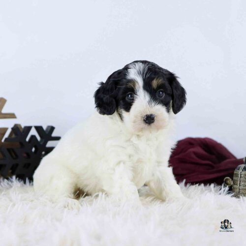 A fluffy white puppy with black and brown markings sits on a soft, white rug. There are decorative objects, including a dark snowflake shape and a burgundy cloth, in the background.