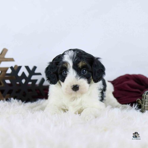 A small black, white, and tan puppy lies on a fluffy white blanket with decorative snowflakes and a burgundy cloth in the background.