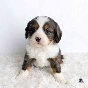 A fluffy tricolor puppy with white, brown, and black fur sits on a soft white rug, looking directly at the camera with gentle eyes.