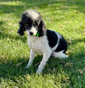 A black and white poodle with a green collar sits on green grass in bright sunlight, looking toward the camera.