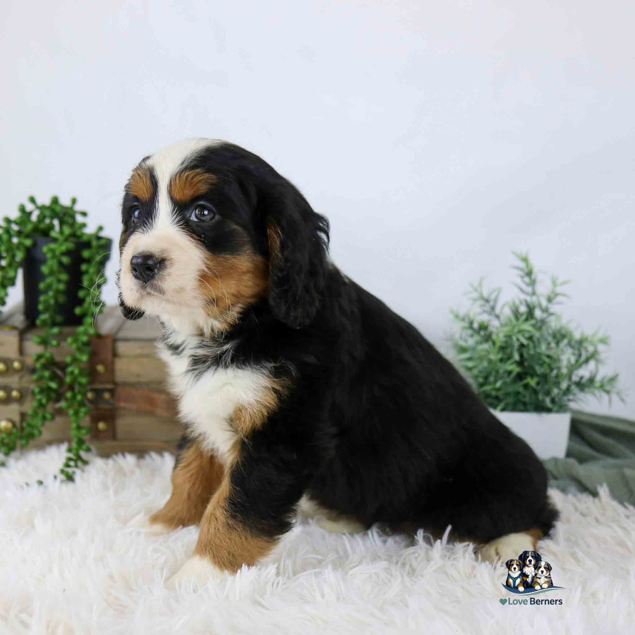 A Bernese Mountain Dog puppy sits on a fluffy white rug, surrounded by green plants and a wooden chest in the background. The puppy has a black, white, and brown coat and looks to the left.