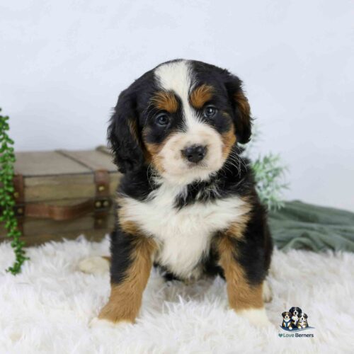 A fluffy Bernese Mountain Dog puppy sits on a white rug with a curious expression. Behind the puppy are two stacked books and some greenery, with a light background.